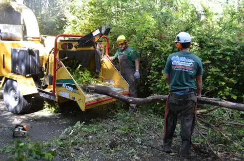 tree services Le Roy